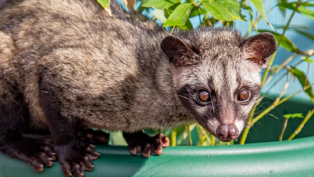 Three Arrested for Unlicensed Asian Palm Civet Cubs in Kelantan