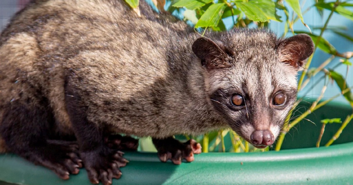 Three Arrested for Unlicensed Asian Palm Civet Cubs in Kelantan