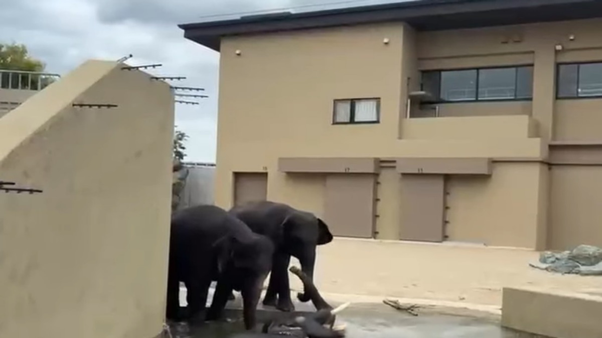 Malaysian Elephants Thrive at Japan Zoo Under Close Welfare Monitoring
