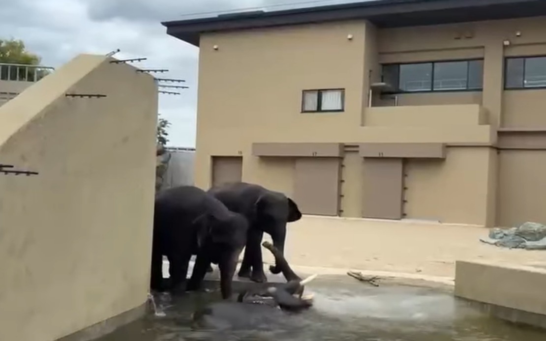 Malaysian Elephants Thrive at Japan Zoo Under Close Welfare Monitoring