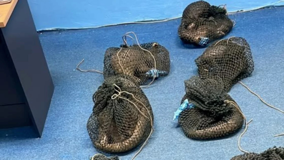 Filipino arrested after 10 live pangolins and elephant tusk discovered in Sabah raid