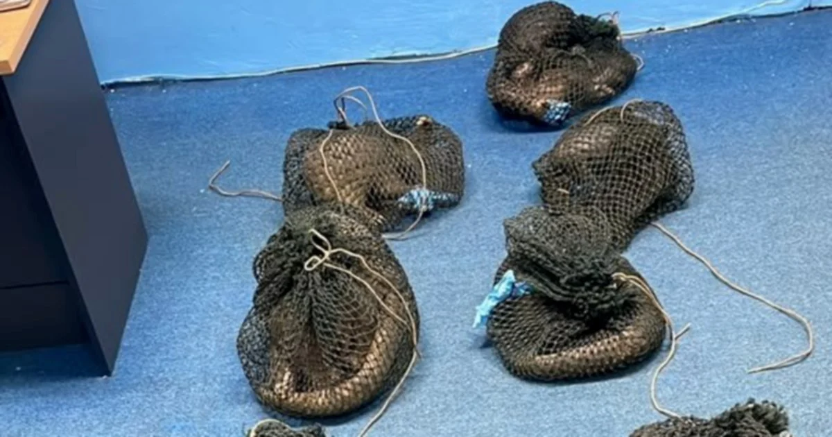 Filipino arrested after 10 live pangolins and elephant tusk discovered in Sabah raid