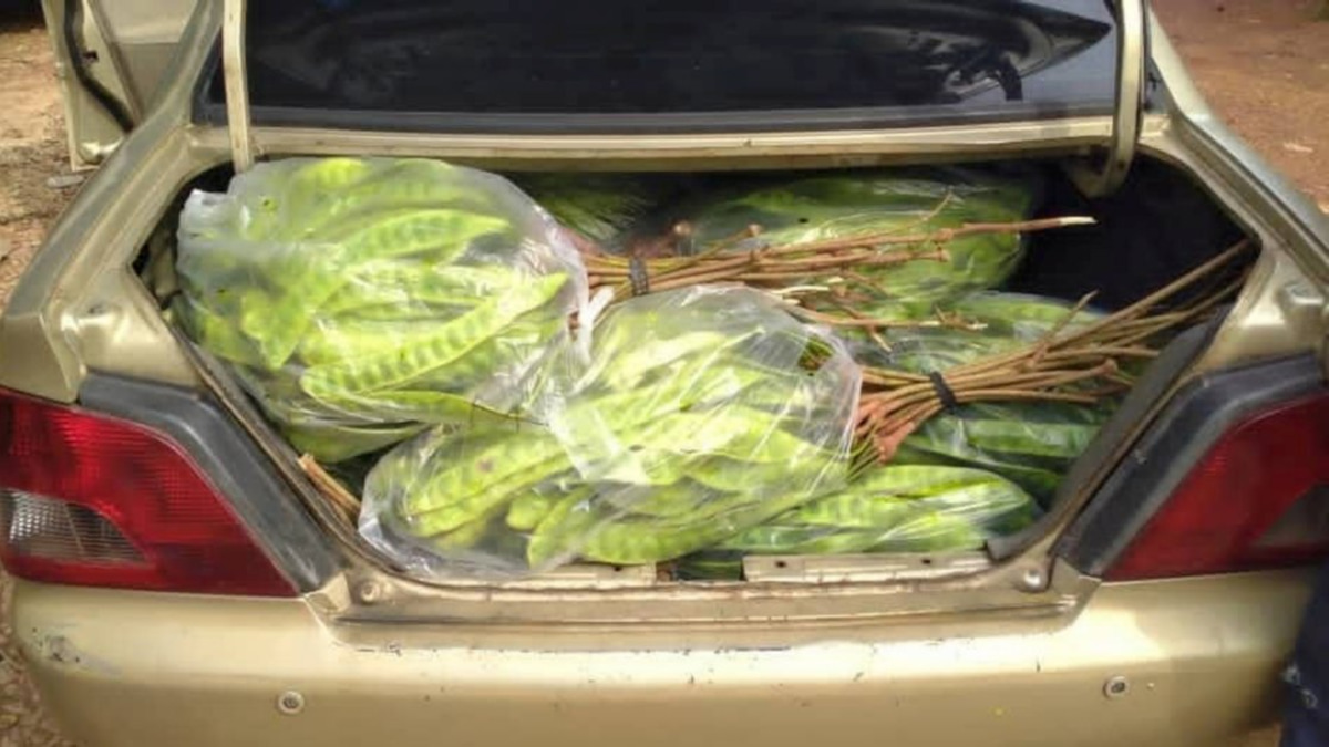 Thai smuggler nabbed with RM8,000 cargo of petai and pomelos at illegal Kelantan jetty
