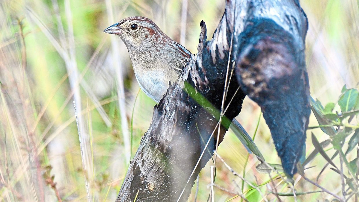 How Environmental Acoustics Shape Birdsong Evolution in Florida Sparrows