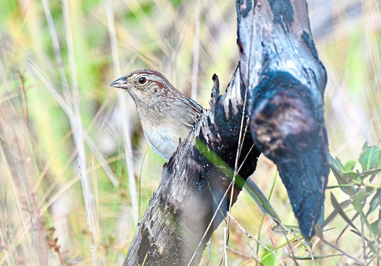 How Environmental Acoustics Shape Birdsong Evolution in Florida Sparrows