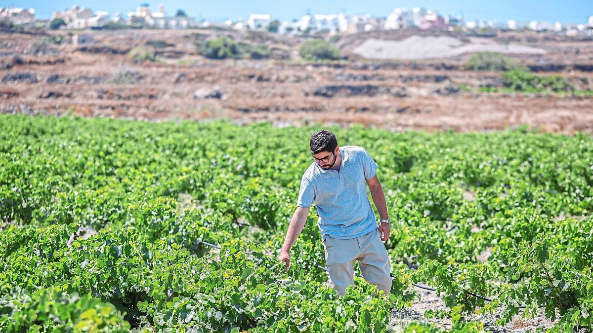 Santorini's Wine Industry Faces Existential Climate Crisis as Producers Race to Adapt
