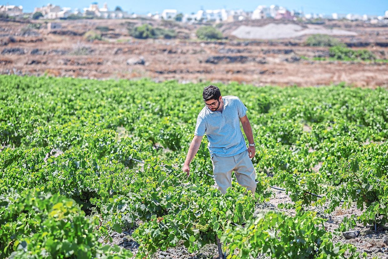 Santorini's Wine Industry Faces Existential Climate Crisis as Producers Race to Adapt