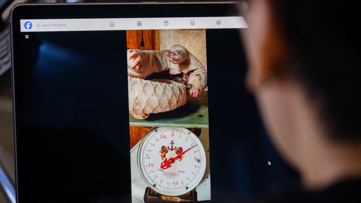Facebook's Failure to Curb Wildlife Trafficking Fuels Online Trade in Endangered Species