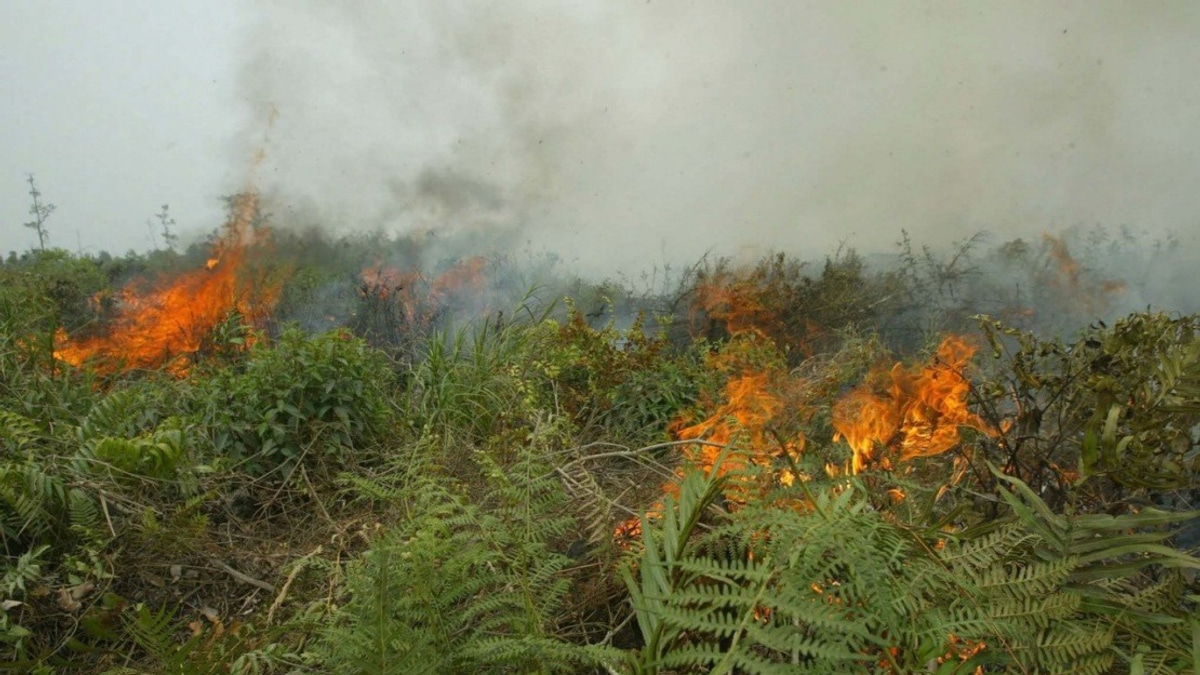 Indonesia Confronts Unprecedented Forest Fire Crisis as West Kalimantan Hotspots Nearly Double
