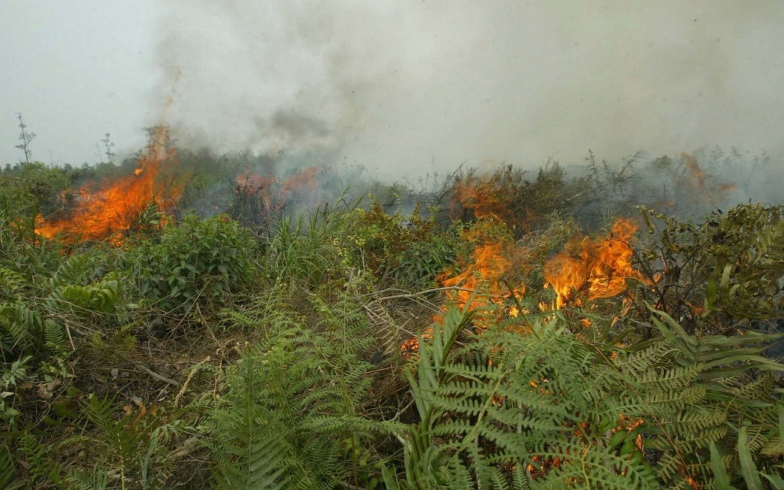 Indonesia Confronts Unprecedented Forest Fire Crisis as West Kalimantan Hotspots Nearly Double