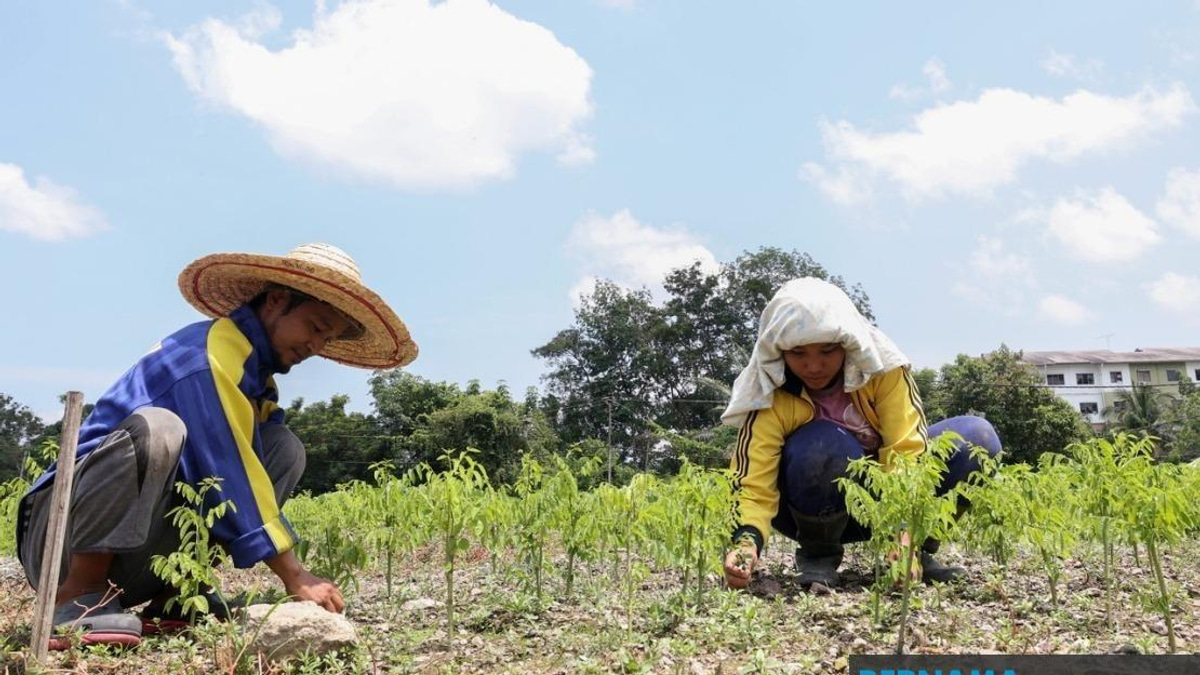 Sabah's Agriculture Under Strain as Prolonged Heat Wave Grips 17 Regions Nationwide