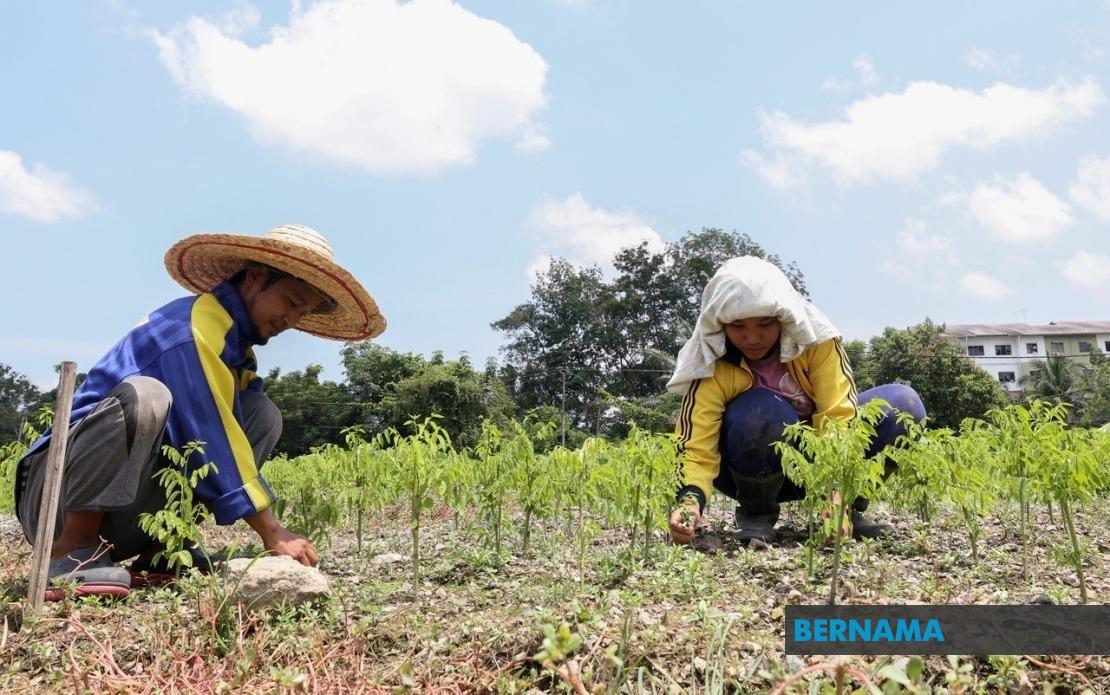 Sabah's Agriculture Under Strain as Prolonged Heat Wave Grips 17 Regions Nationwide