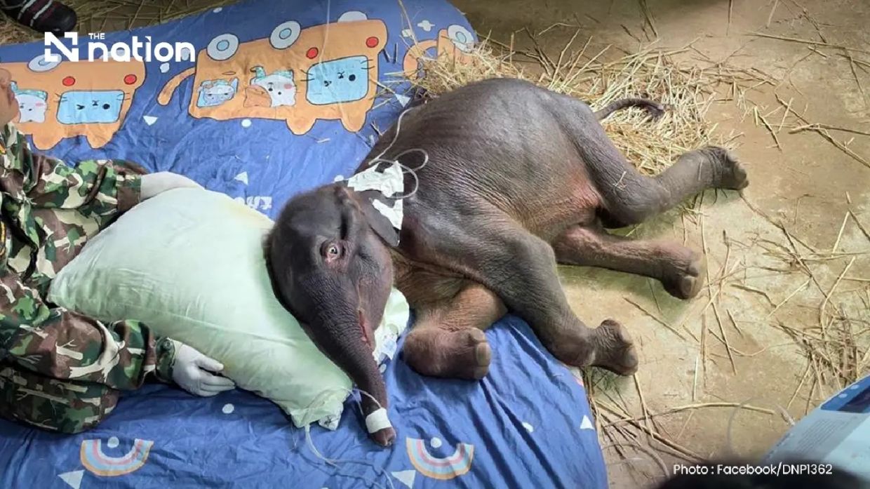 Thailand's Lost Elephant Calf Dies Despite Rescue Efforts at Sai Yok National Park