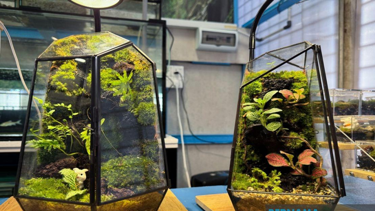 From YouTube Videos to Business: How a Jeli Polytechnic Student Built a Terrarium Empire
