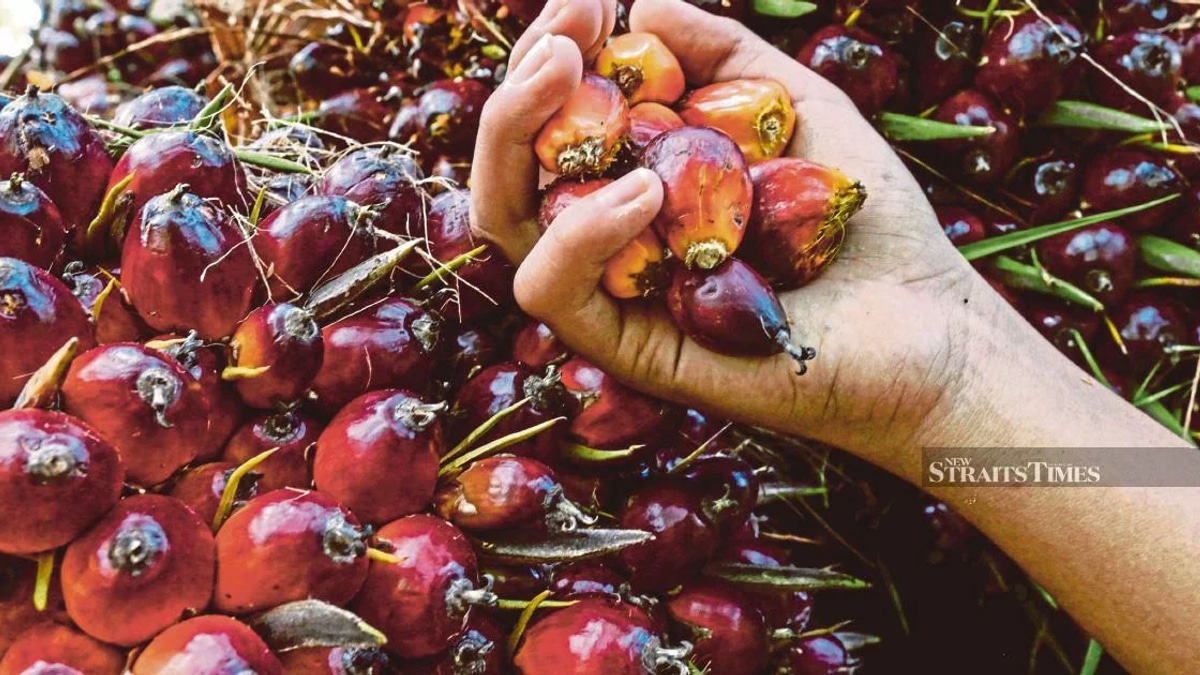 Ex-KLK Worker Denies Charges Over Concealed Palm Oil Stock Records