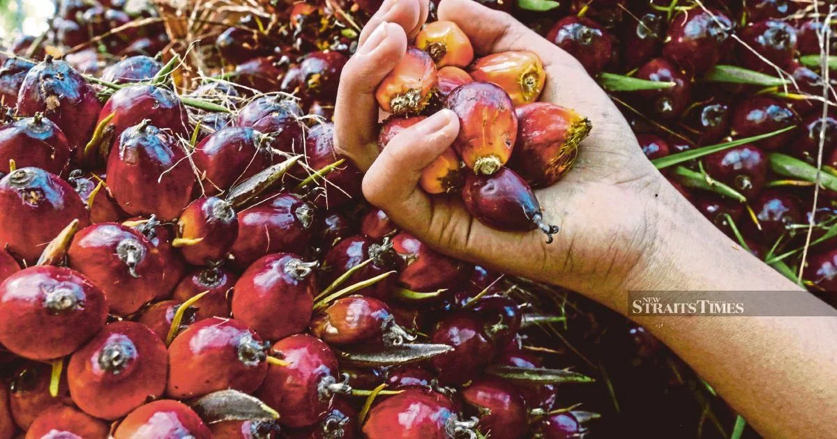 Ex-KLK Worker Denies Charges Over Concealed Palm Oil Stock Records
