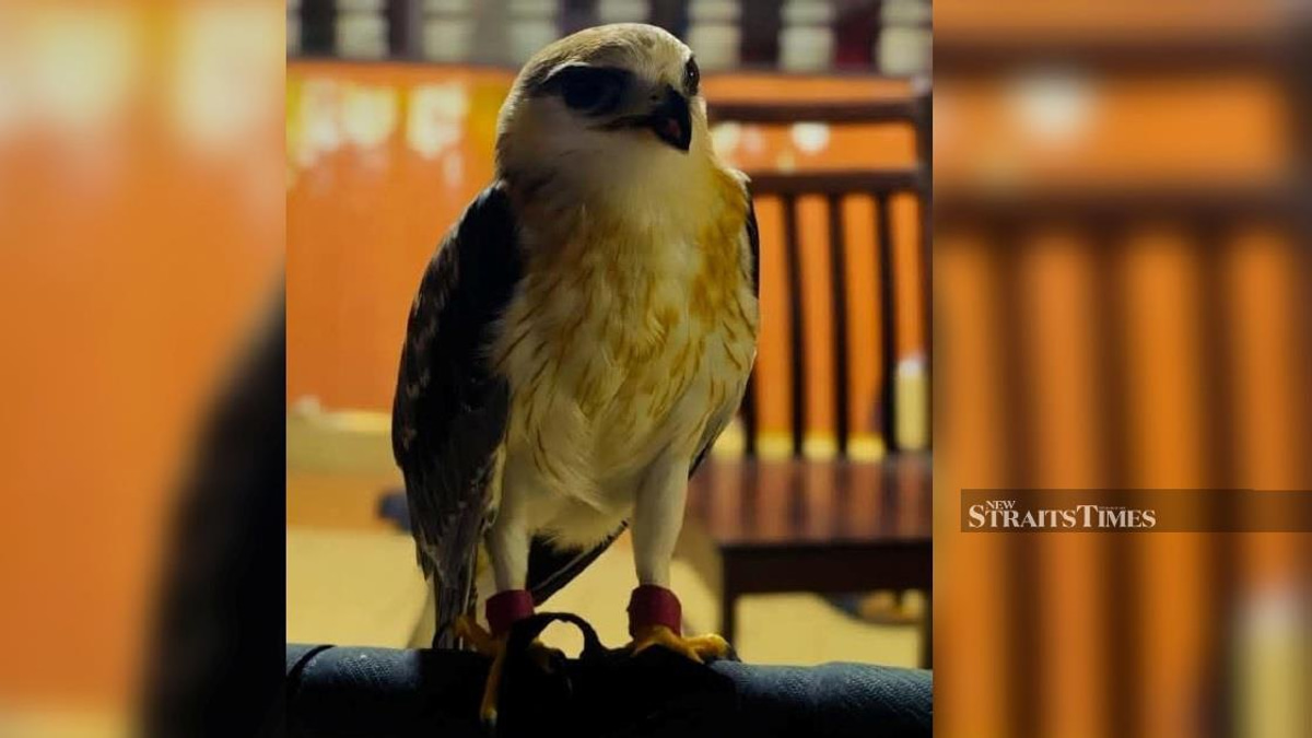 Man arrested, RM100,000 black-winged kite seized in Kapar wildlife enforcement action