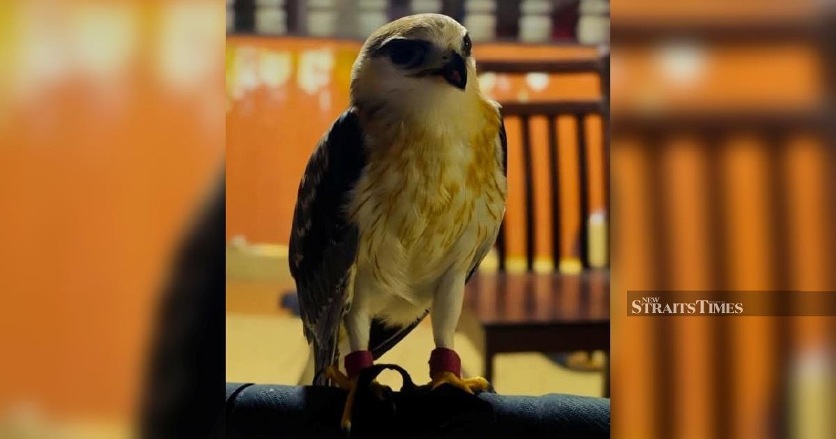 Man arrested, RM100,000 black-winged kite seized in Kapar wildlife enforcement action