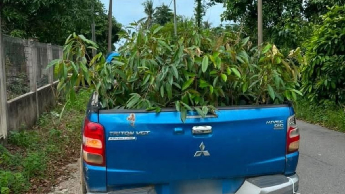 52 Smuggled Durian Saplings Seized in Kelantan, Man Arrested
