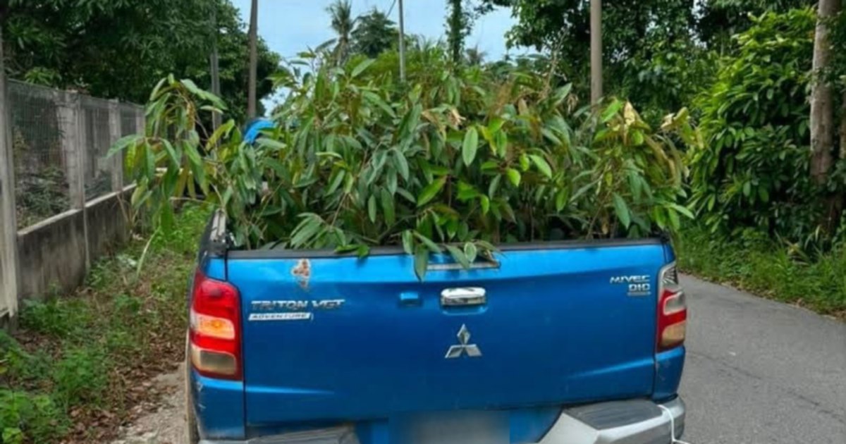 52 Smuggled Durian Saplings Seized in Kelantan, Man Arrested