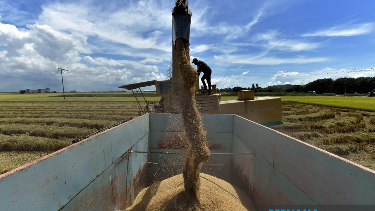 Parliament Tables Bill to Tighten Control Over Padi and Rice Markets