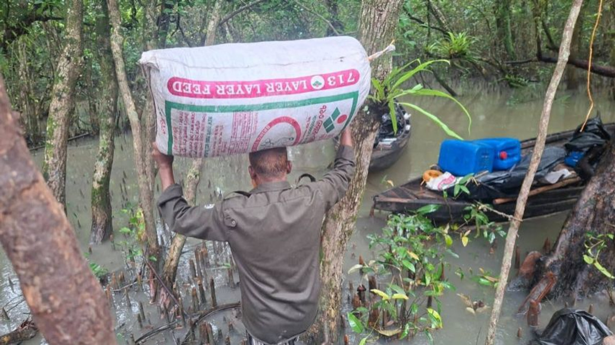 Bangladesh uncovers poison-tainted shrimp operation in Sundarbans mangrove forest