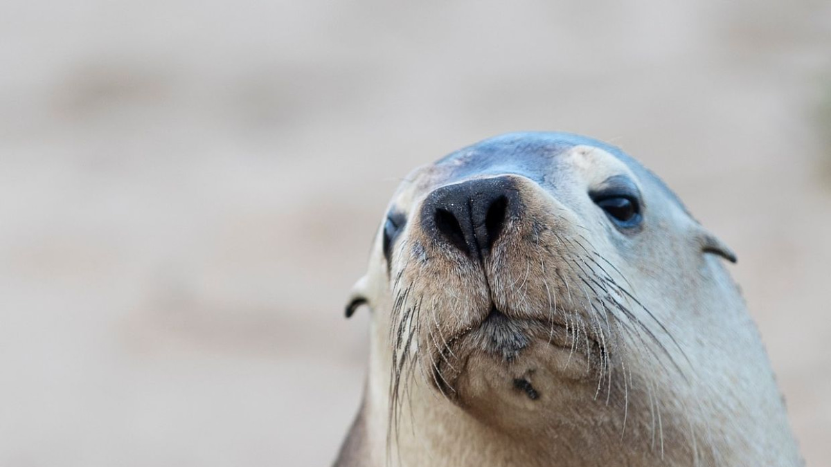 H5N1 Bird Flu Threatens Australian Sea Lions as South Australia Outbreak Escalates