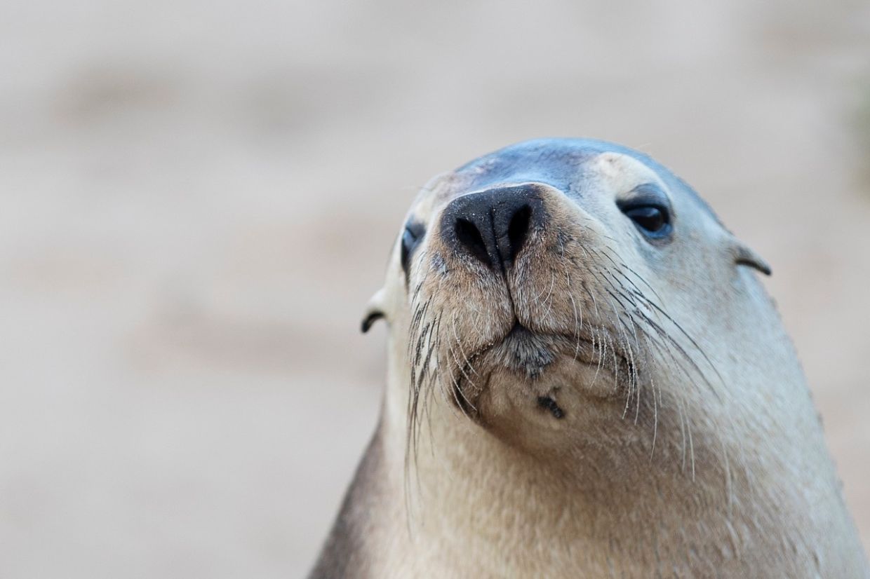 H5N1 Bird Flu Threatens Australian Sea Lions as South Australia Outbreak Escalates