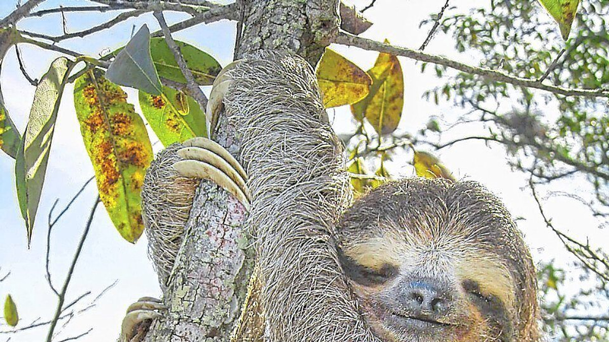 Sloth genome reveals 'jumping genes' that could unlock secrets of human ageing and metabolic disease