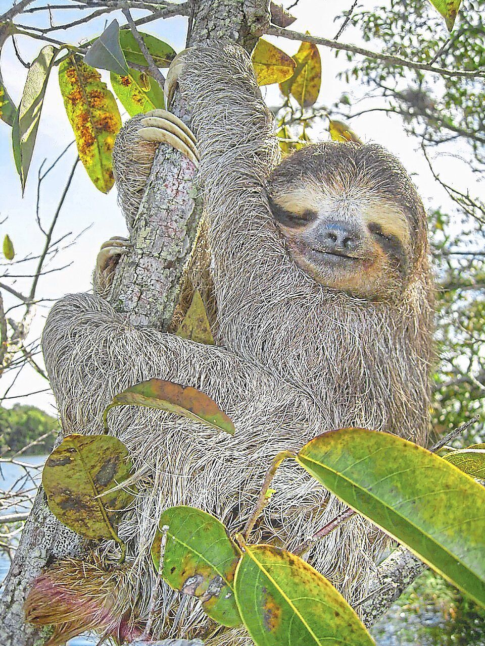 Sloth genome reveals 'jumping genes' that could unlock secrets of human ageing and metabolic disease