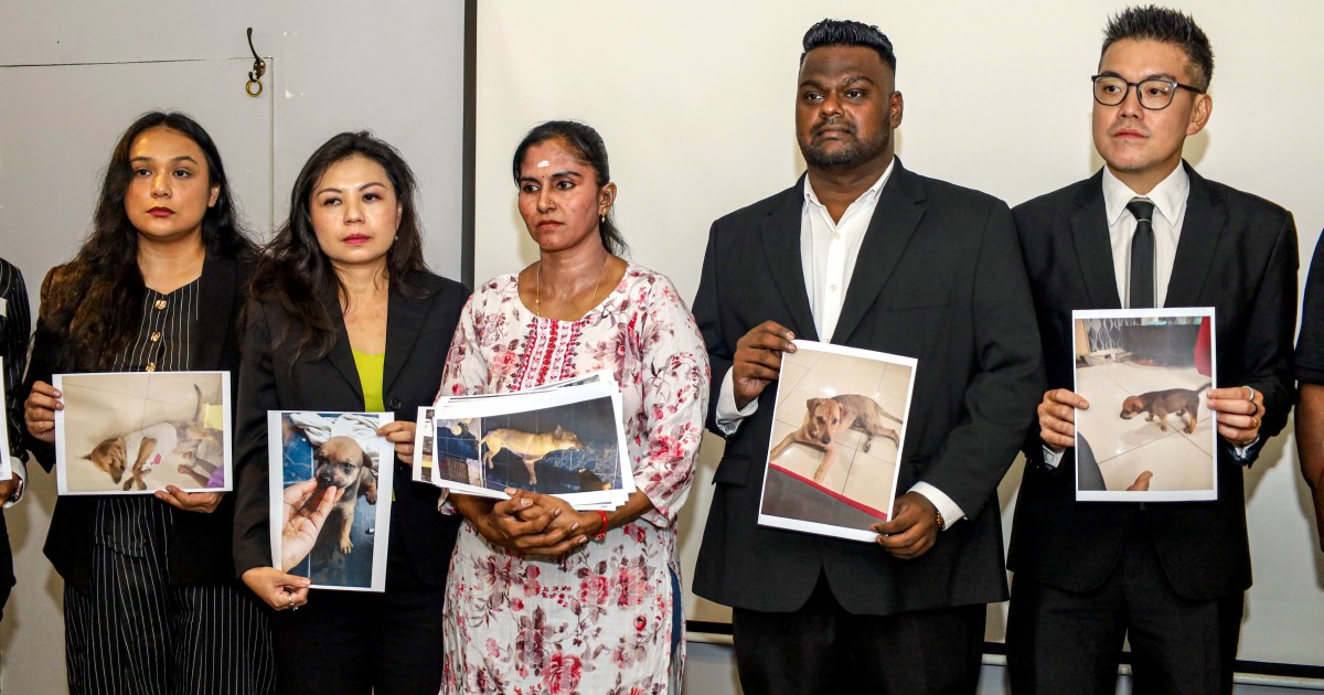 Death of pet dog Rocky triggers inquiry into animal-catching procedures in Port Klang