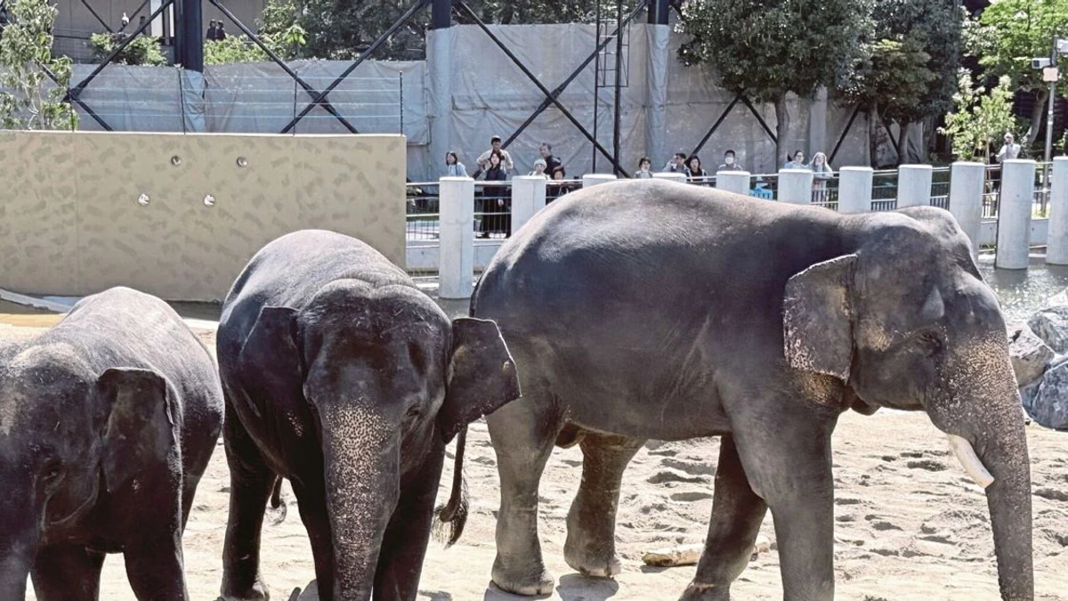 MACC Investigates Zoo Taiping Elephant Transfer to Japan Facility