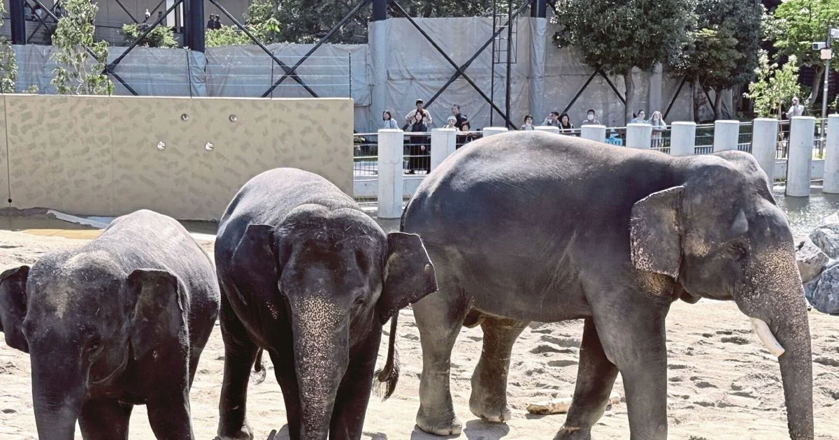 MACC Investigates Zoo Taiping Elephant Transfer to Japan Facility