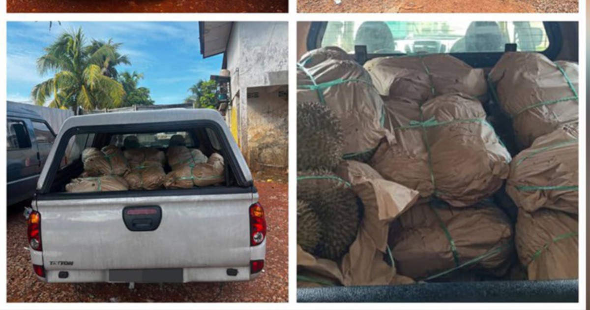 GOF Nets RM50,000 Smuggling Haul as Durian Trafficking Ring Faces Crackdown
