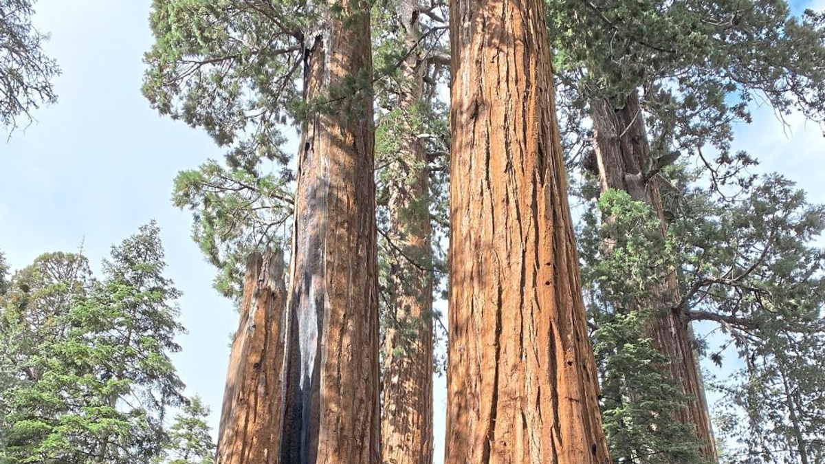 California launches ambitious restoration drive to save ancient giant sequoias from catastrophic wildfires