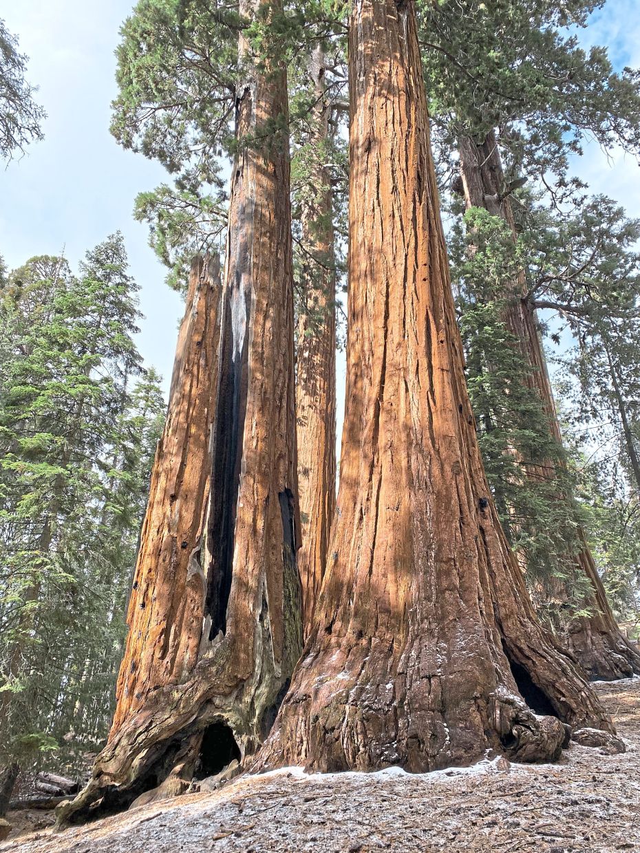 California launches ambitious restoration drive to save ancient giant sequoias from catastrophic wildfires