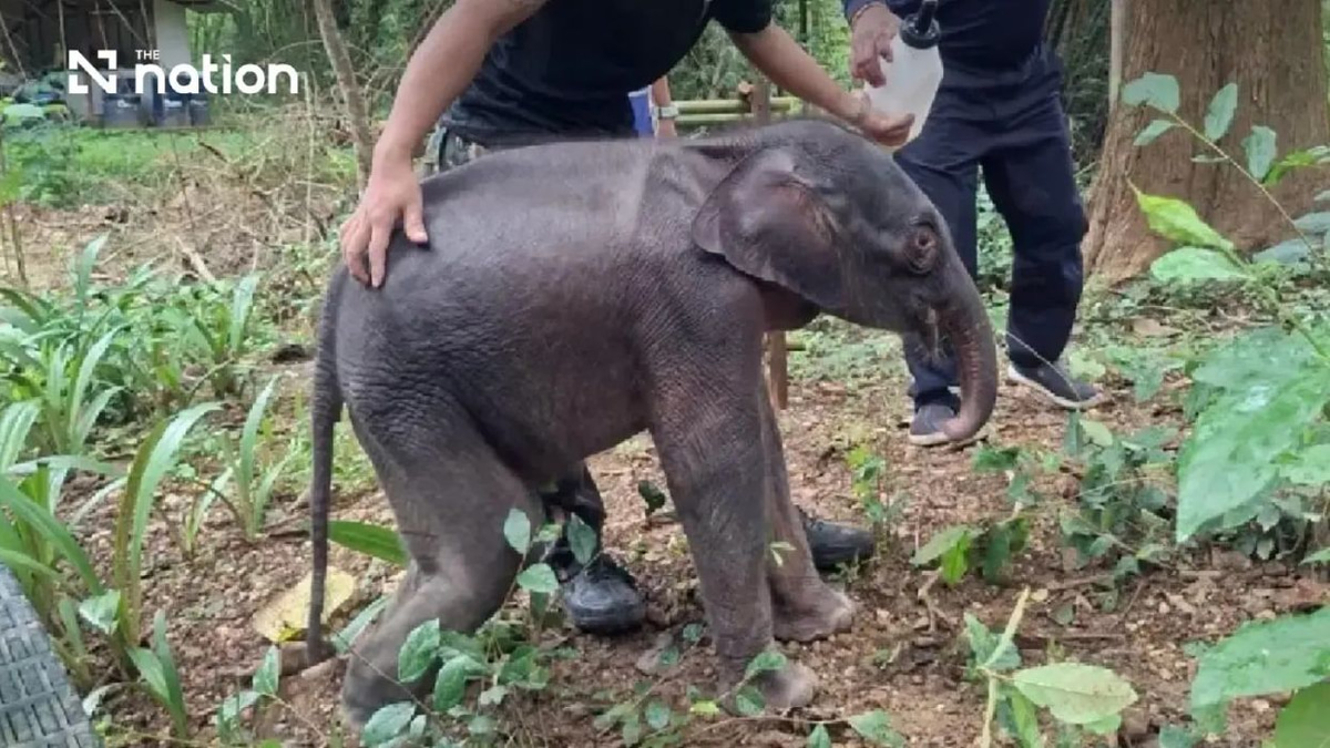Young elephant calf rescued in Thailand faces long recovery from severe dehydration and injuries