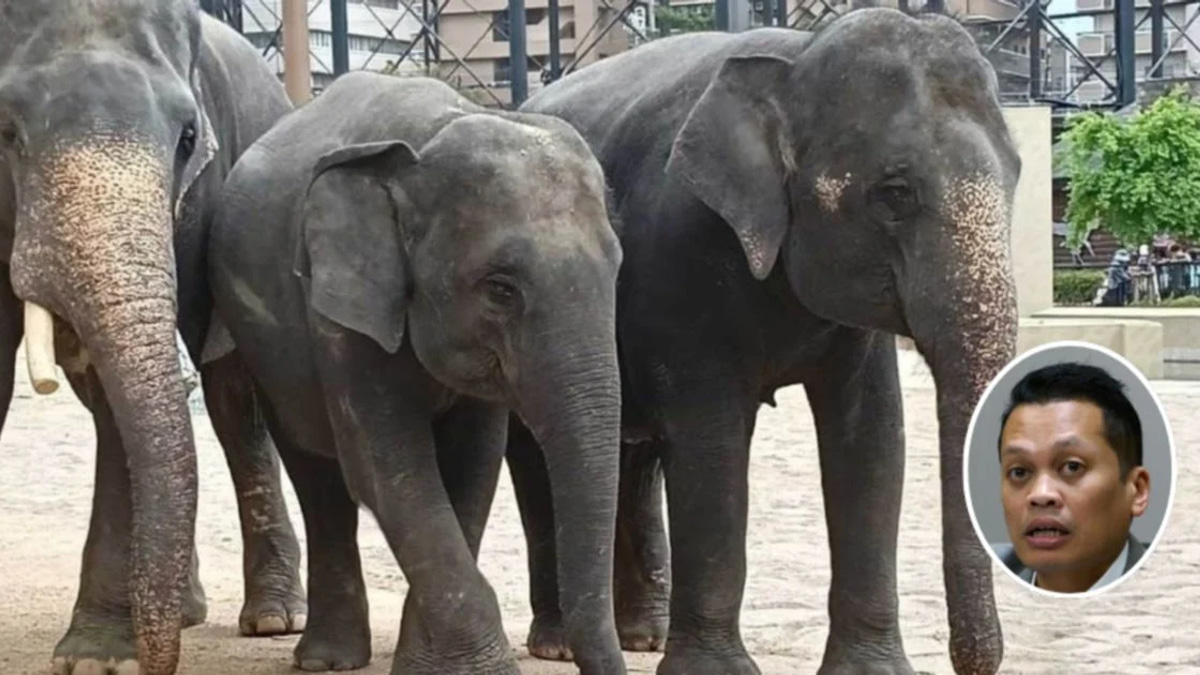 Nik Nazmi distances himself from allegations over elephant transfers to Japanese zoo