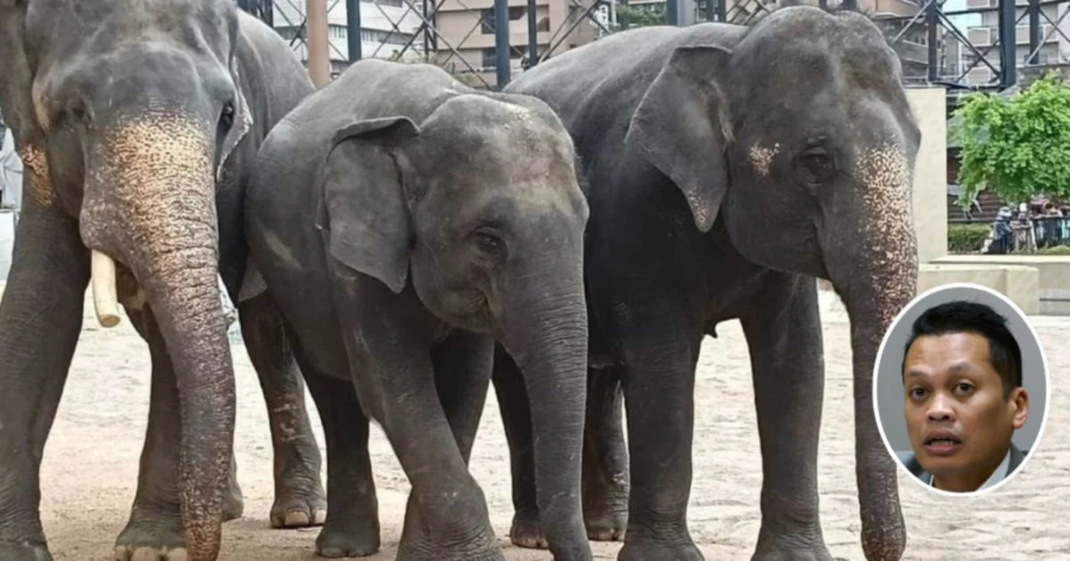 Nik Nazmi distances himself from allegations over elephant transfers to Japanese zoo