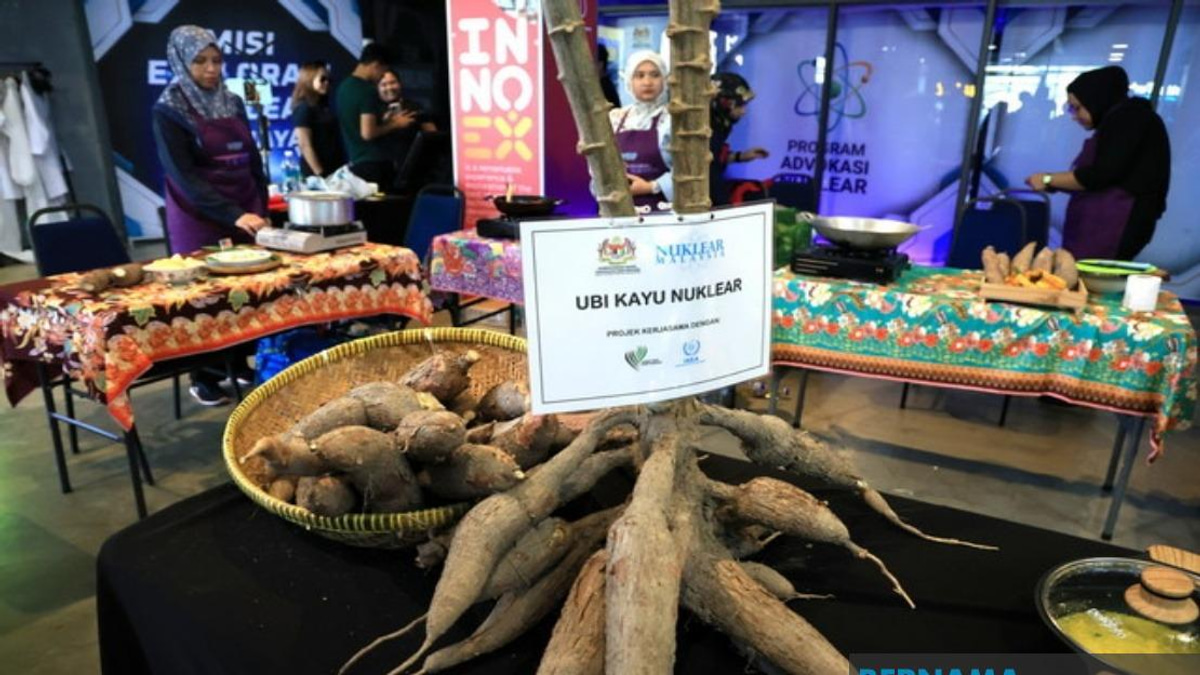Malaysian Scientists Accelerate Cassava Harvests to Six Months Using Nuclear Technology