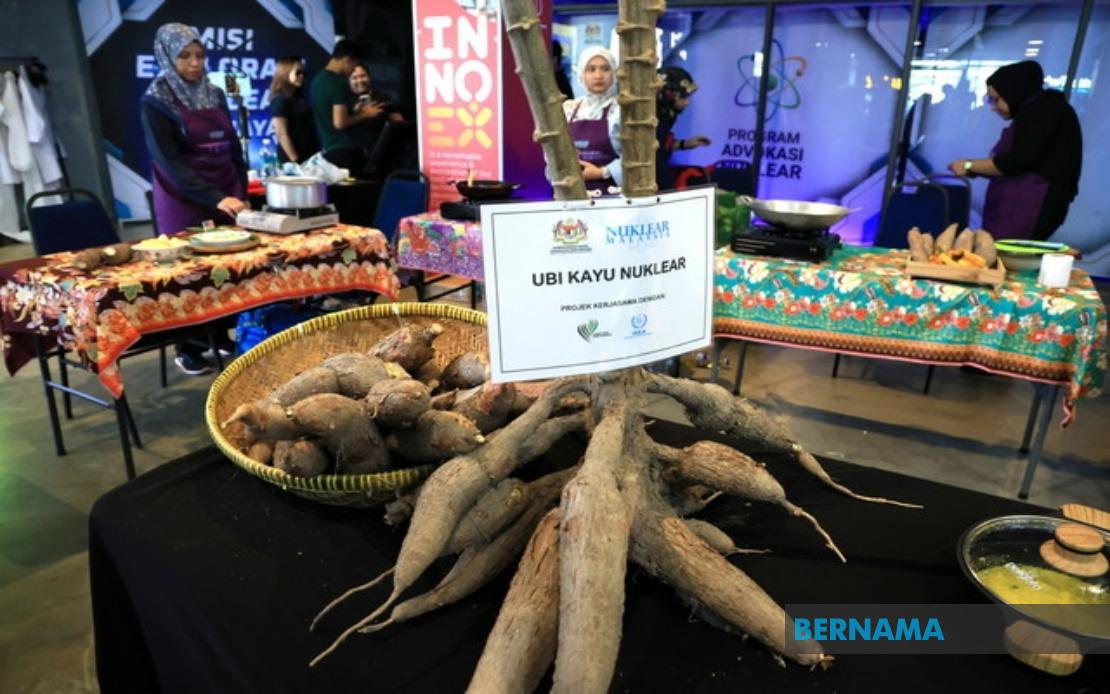 Malaysian Scientists Accelerate Cassava Harvests to Six Months Using Nuclear Technology