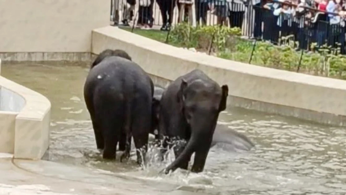 MACC's Elephant Transfer Probe Confined to Document Review