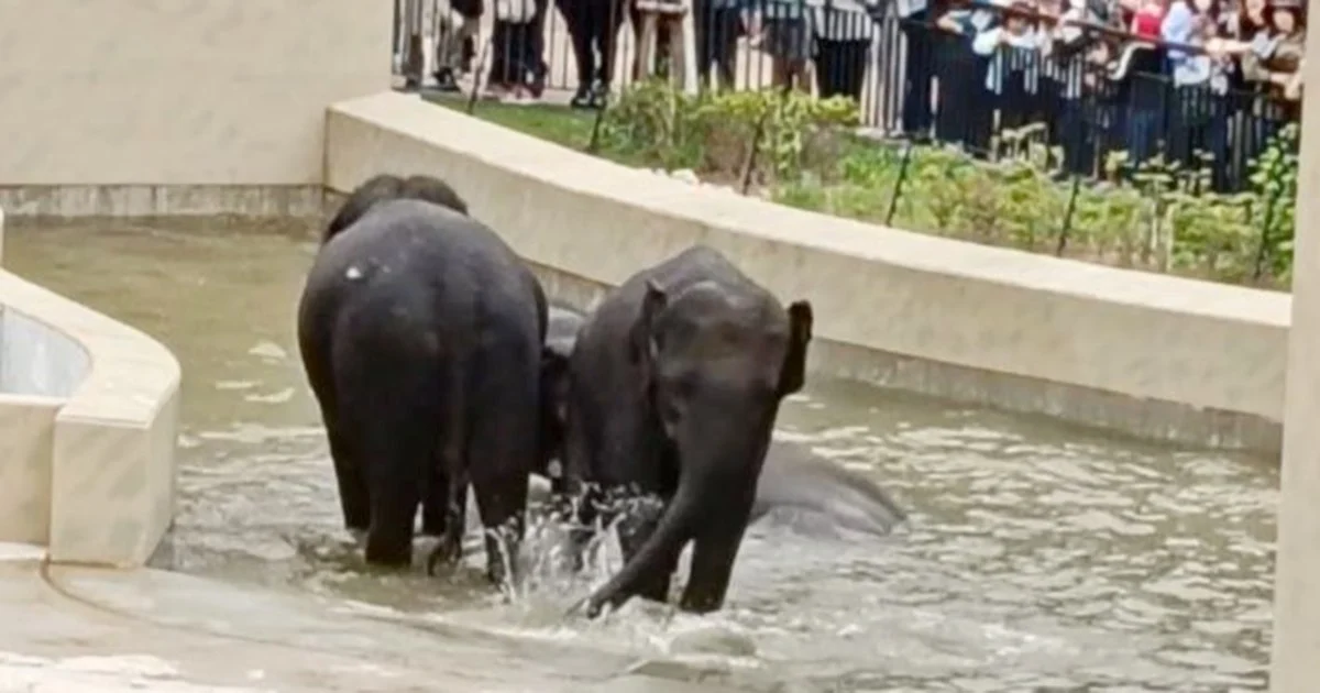 MACC's Elephant Transfer Probe Confined to Document Review