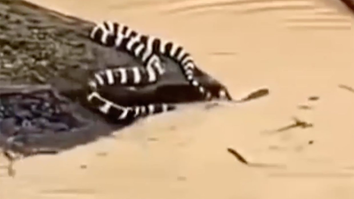 China's Unprecedented Floods: 900 Snakes Escape as Nation Battles Historic Rainfall and Rare Tornadoes
