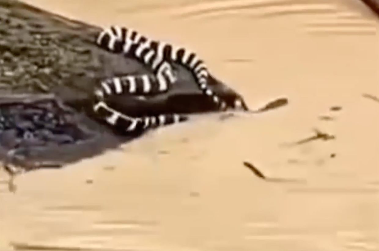 China's Unprecedented Floods: 900 Snakes Escape as Nation Battles Historic Rainfall and Rare Tornadoes
