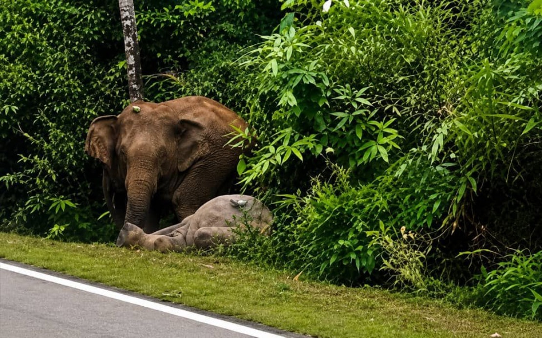Mother Elephant Grieves Calf Killed on Mersing Road, Echoing Gerik Tragedy