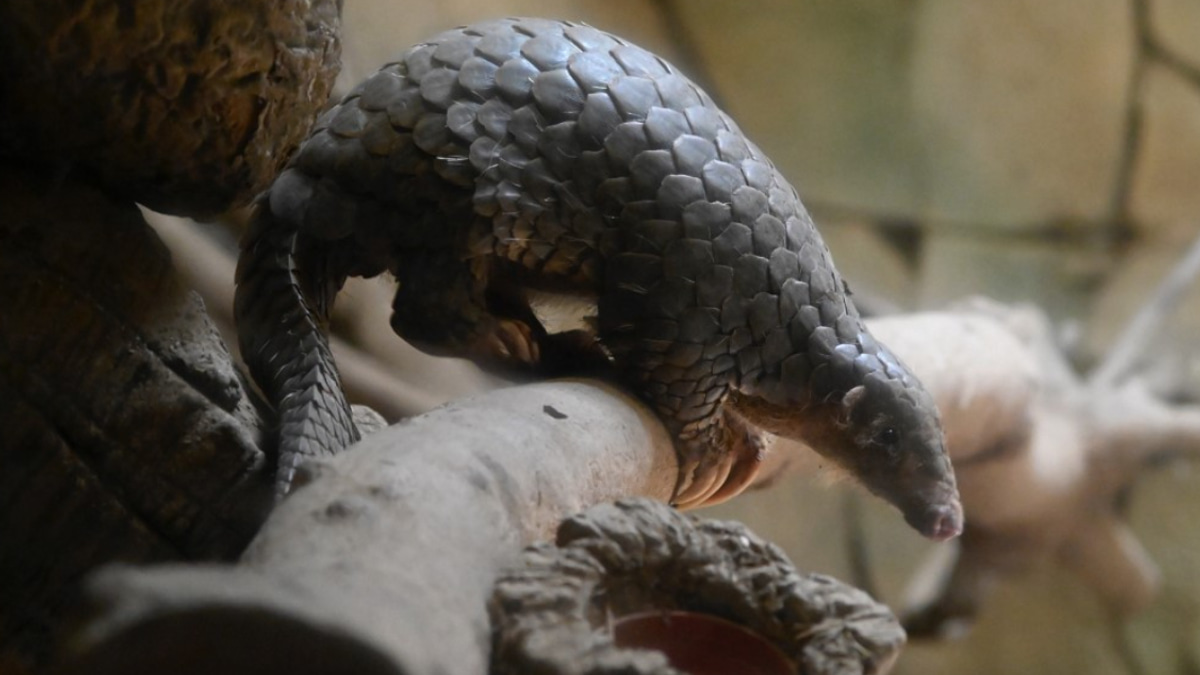Indonesia Dismantles Pangolin Trafficking Ring as Enforcement Efforts Intensify
