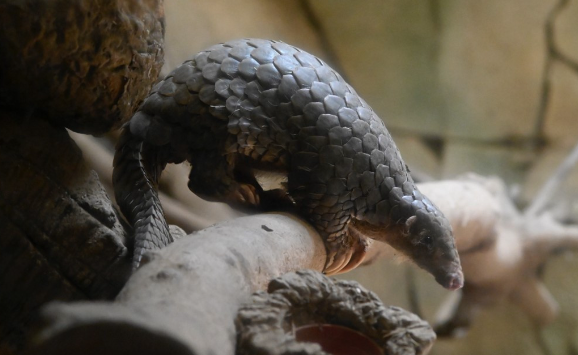 Indonesia Dismantles Pangolin Trafficking Ring as Enforcement Efforts Intensify