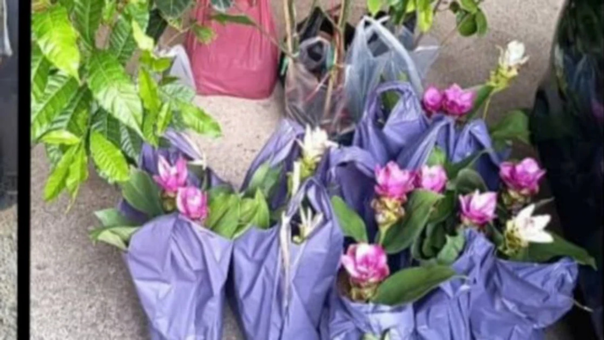 Elderly Women Arrested at Tanah Merah for Smuggling Plant Seedlings from Thailand