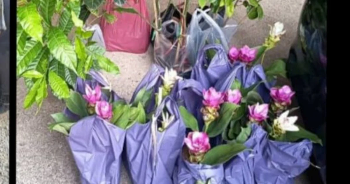Elderly Women Arrested at Tanah Merah for Smuggling Plant Seedlings from Thailand